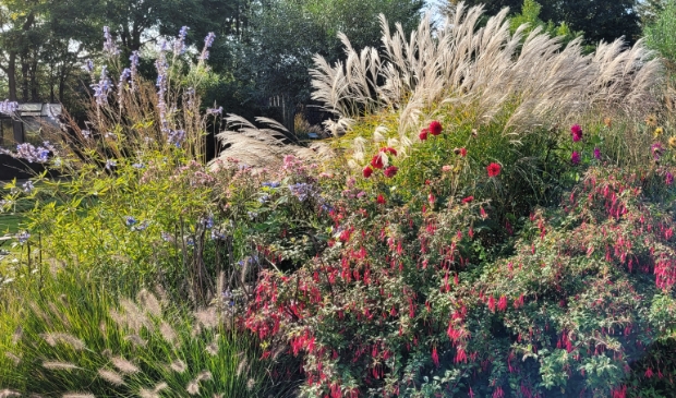 klimaatbestendige tuin