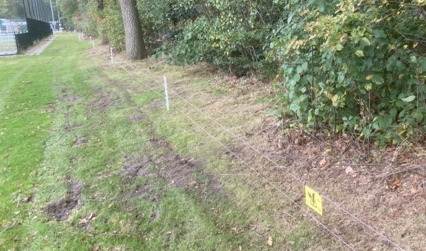 <p>Schrikdraad rond het complex moet de das buiten de deur houden.</p>