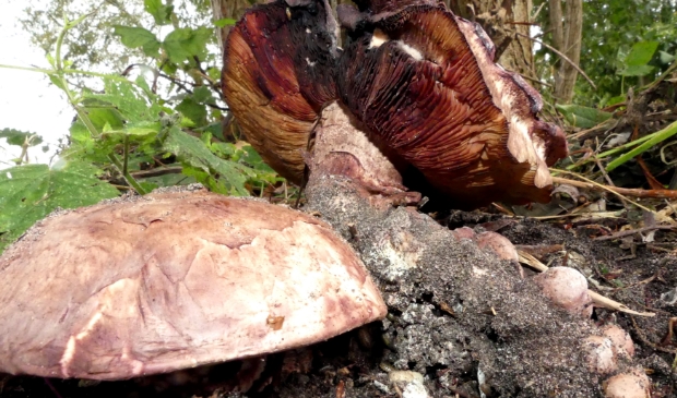 <p>Toverchampignon</p>