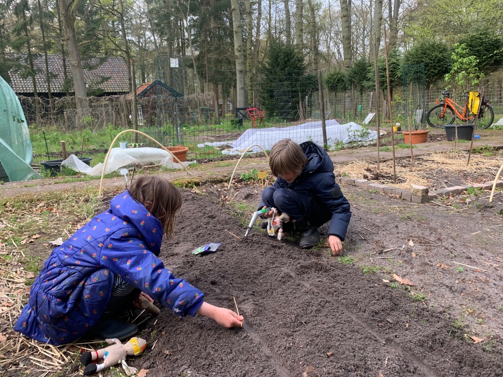 Twee jonge tuinders zaaien boontjes in.