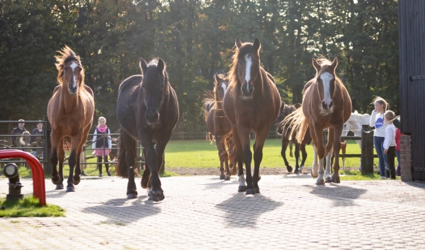 <p>Op de open dag van De Paardenkamp worden natuurlijk ook weer nieuwe gasten verwelkomd en voorgesteld.</p>