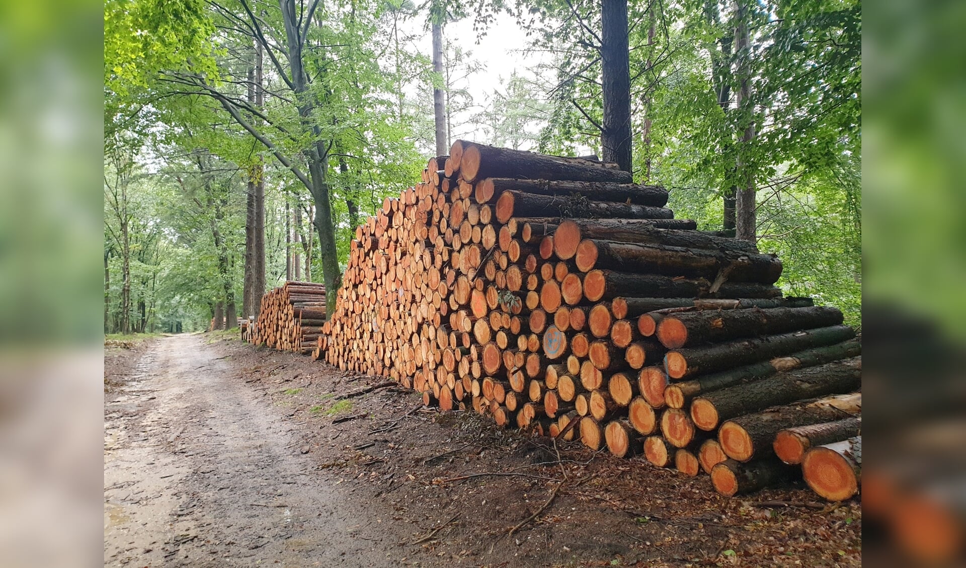 Duurzame houtoogst