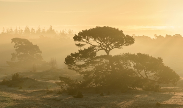Een vliegden op het Wekeromse Zand tijdens een mistige zonsopkomst