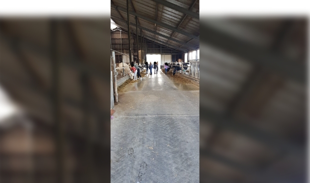 Groep 8 van De Koningslinde op de boerderij van familie Van Steeg