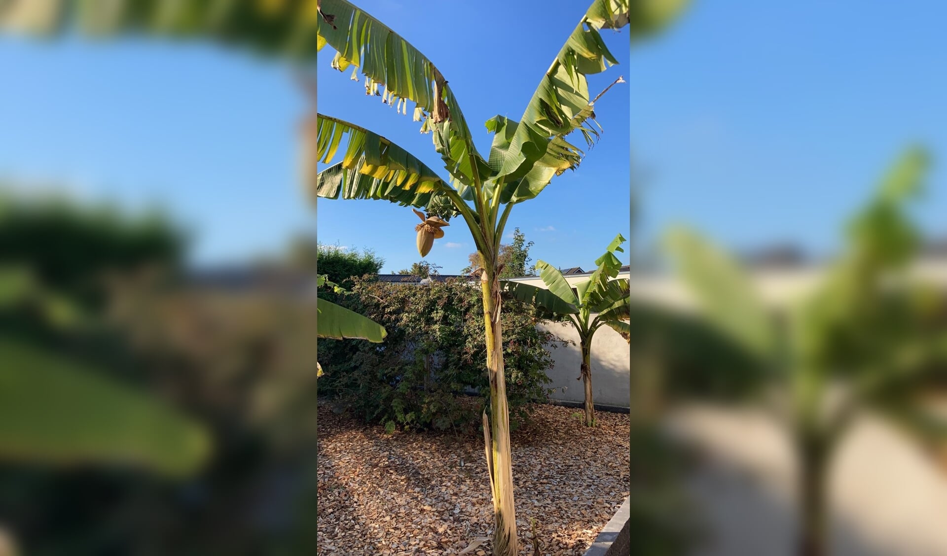 bananenboom met tros en bloem