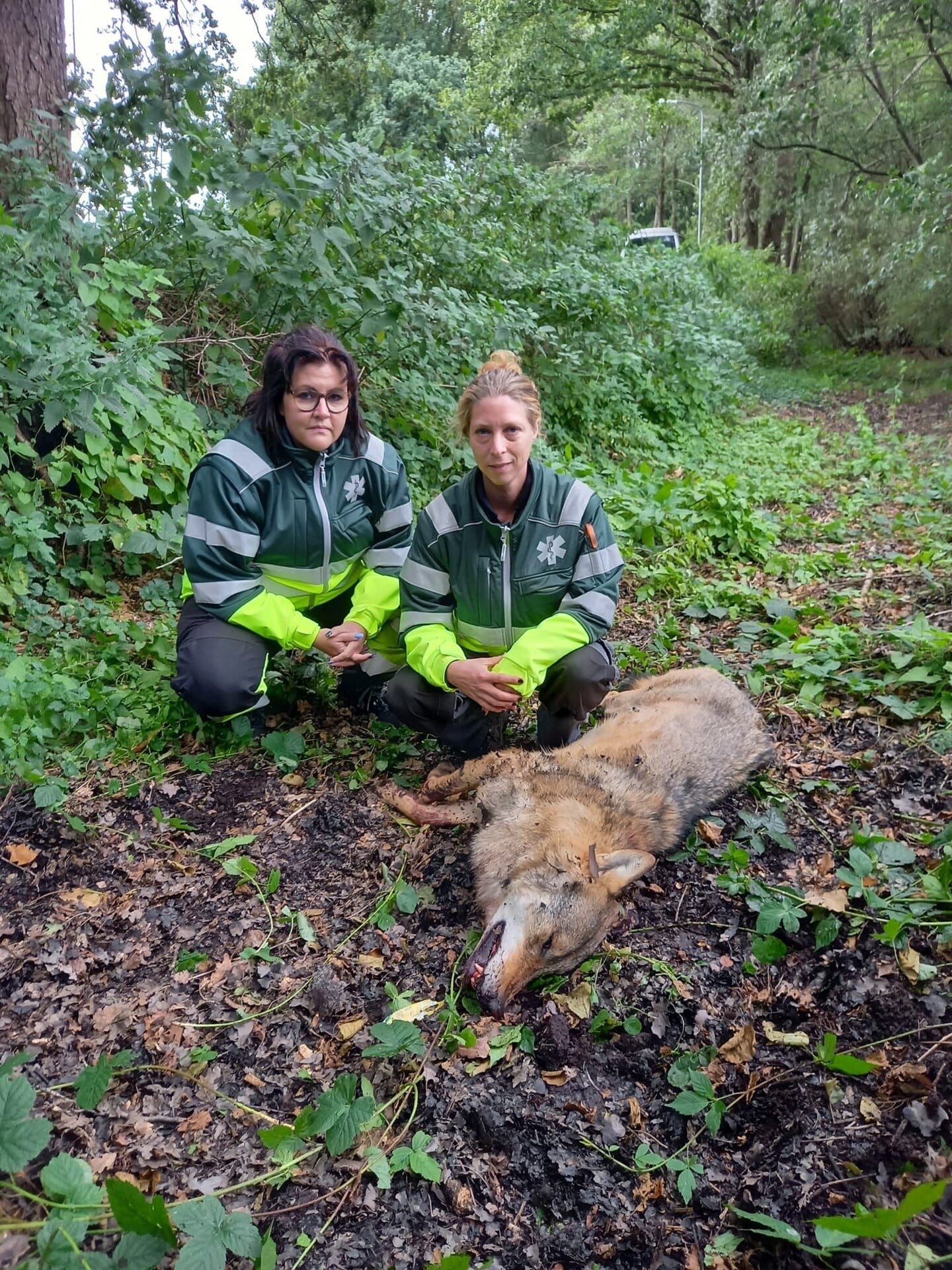 Medewerkers van de Dierenambulance Barneveld bij de in Stroe gevonden wolf.