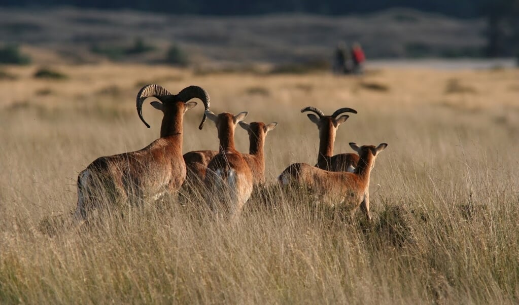 Moeflons in nationaal park De Hoge Veluwe zijn een makkelijke prooi voor de wolf en lijken daardoor gedoemd te verdwijnen. De wilde schapen zijn er al honderd jaar.