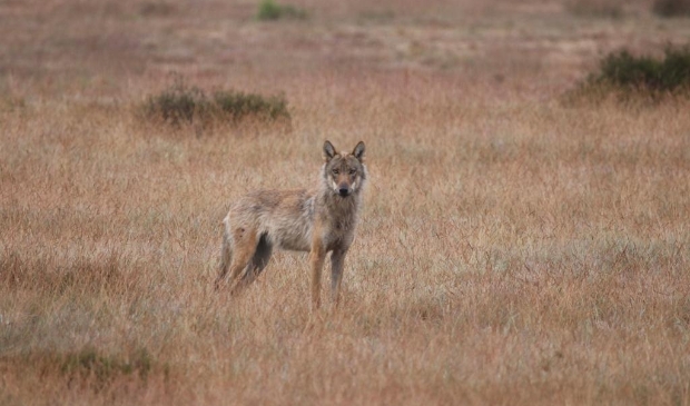 <p>De wolvin op De Hoge Veluwe wordt door het park Keres genoemd, naar de godinnen van dood en verderf uit de Griekse mythologie.</p>