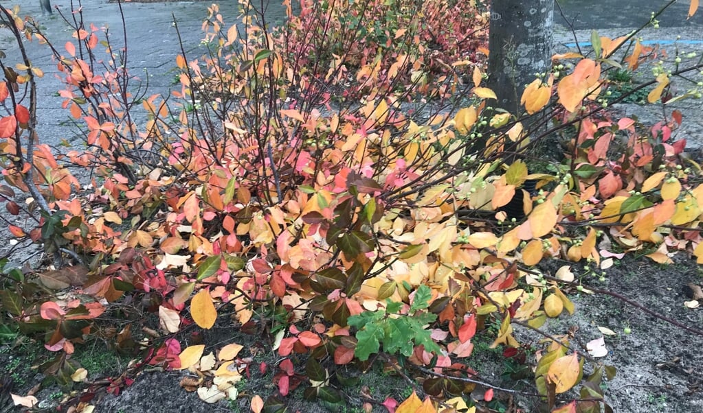 Herfstbladeren