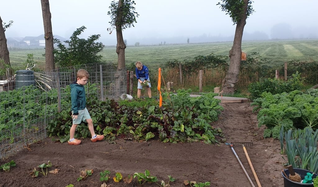 Bram (6) en Mart helpen graag mee op de groententuin. 