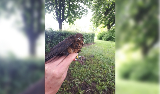 Een jonge merel met aan beide poten kleurringen, waarmee het de vogel individueel herkenbaar.