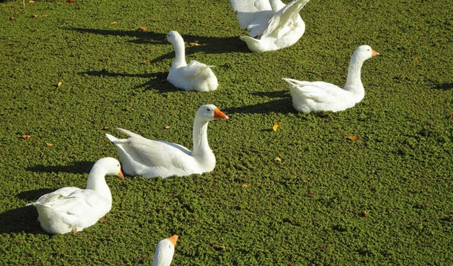 Hoofdddorp Raadhuislaan
Water met dikke laag groene drap