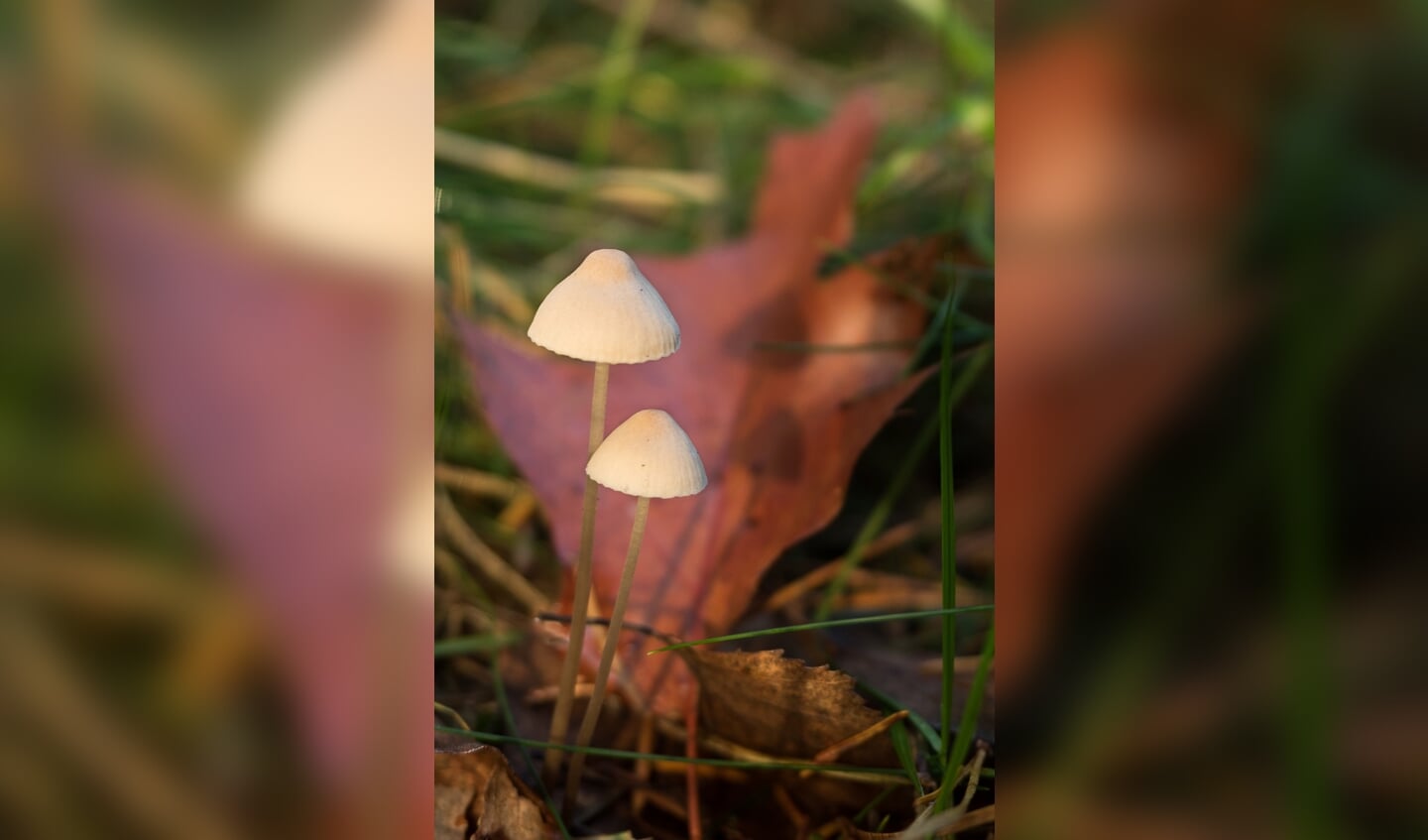 Papilmycena