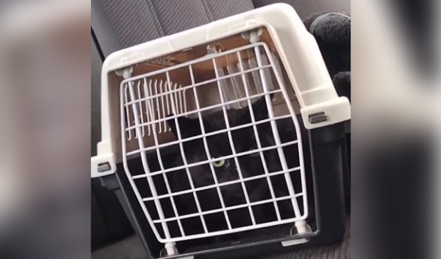 Vermiste poes Wesselseweg Barneveld