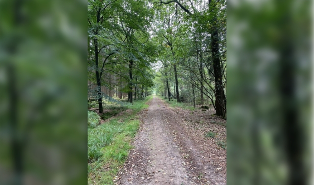 Pad in het bos