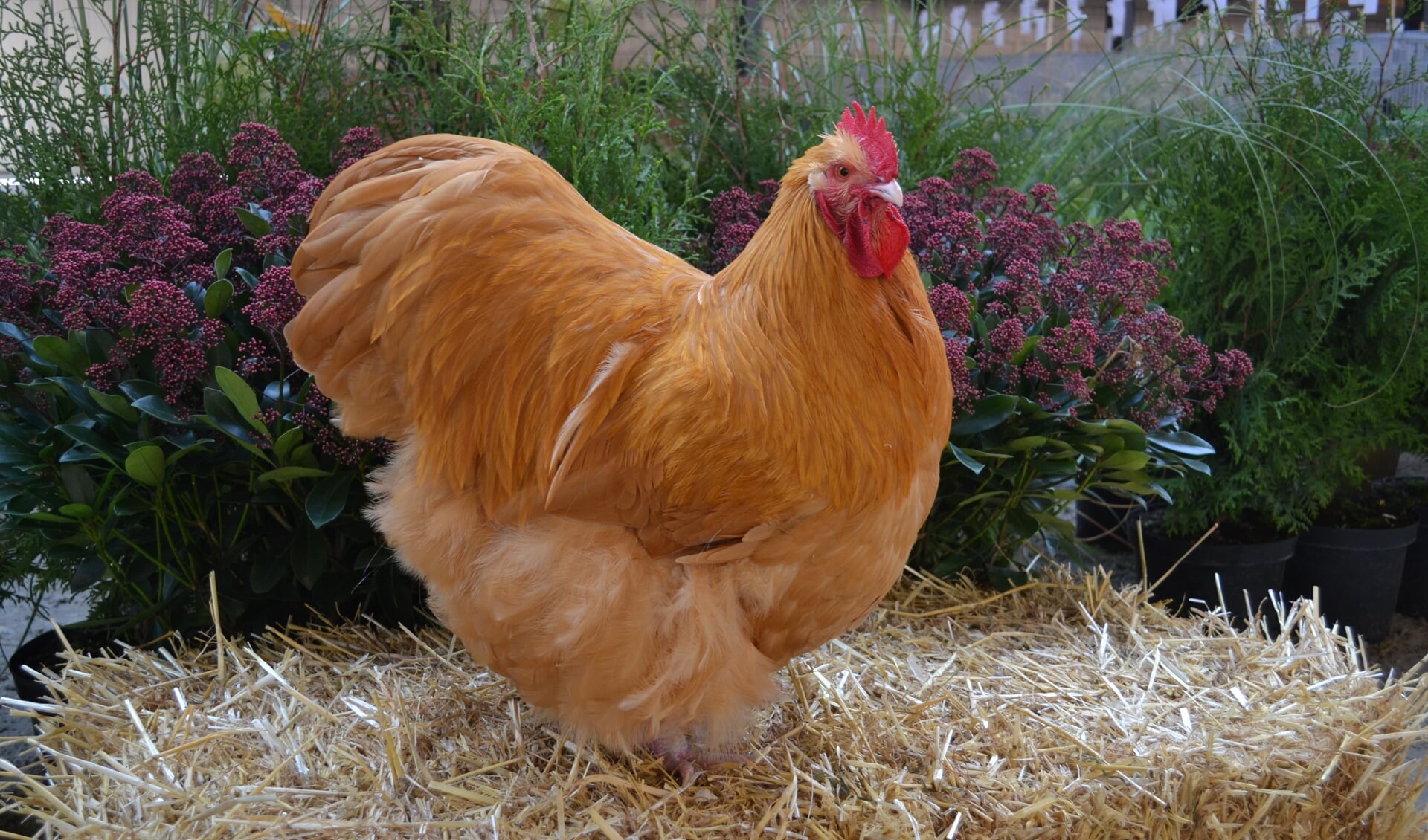 bewondering Aan het liegen Taille 28 t/m 30 oktober Barnevelder kippen in manege Halvinkhuizerweg te Putten -  Barneveldse Krant | Nieuws uit de regio Barneveld