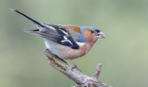 <p>Het mannetje van de ‘gewone’ vink in zijn broedkleed.</p>
