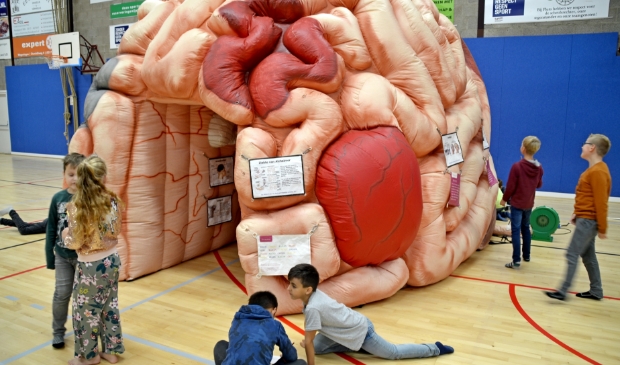 <p>Door in het brein te kruipen en hun eigen hersenen goed te gebruiken kregen de kinderen zicht op wat er in het hoofd gebeurt</p>
