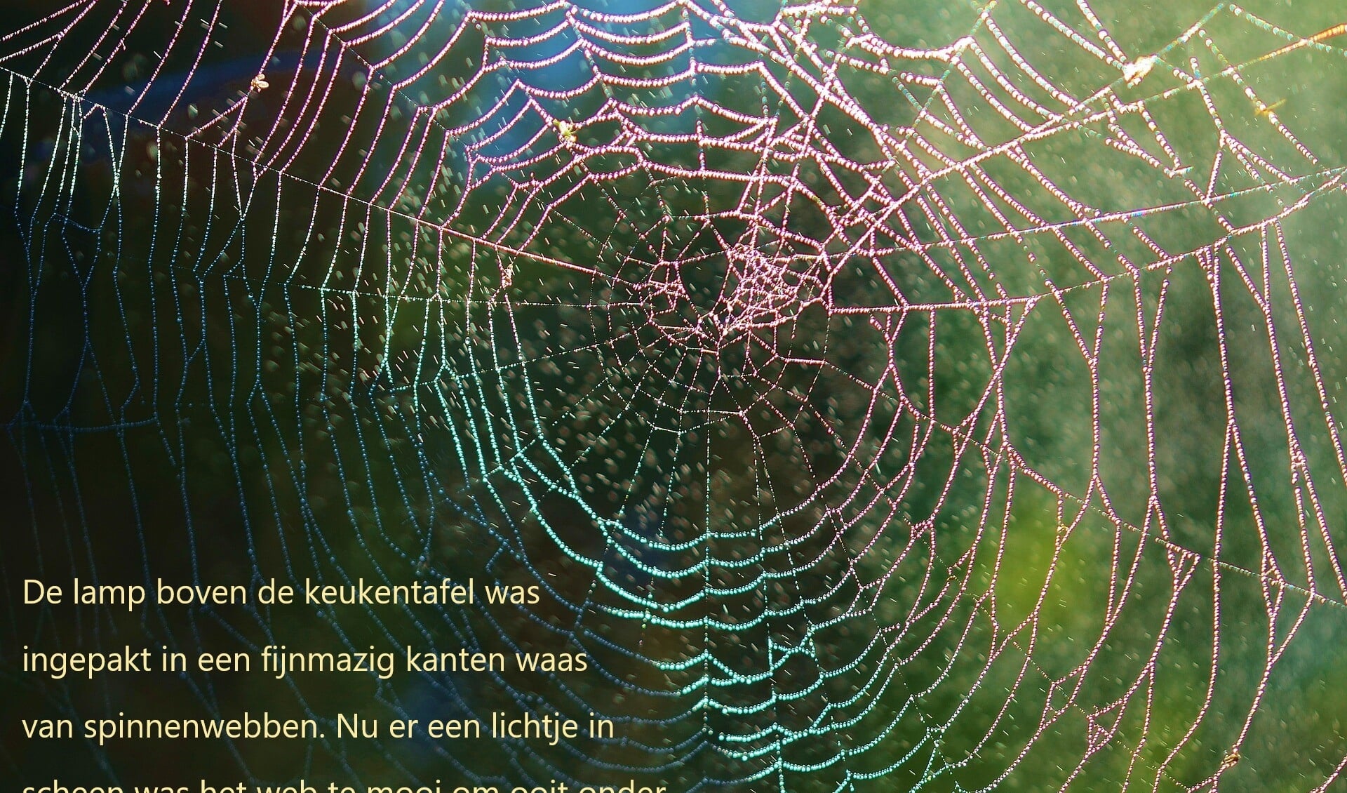 een spinnenweb met tekstfragment