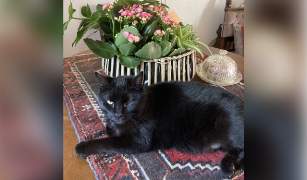 Vermiste kater Hogenhof Nijkerk