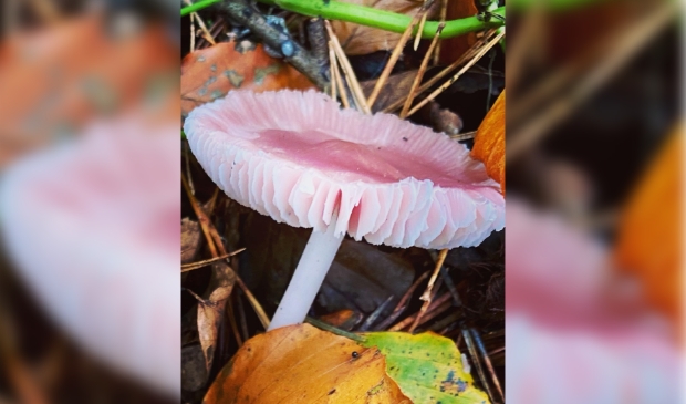 Vliegenzwam