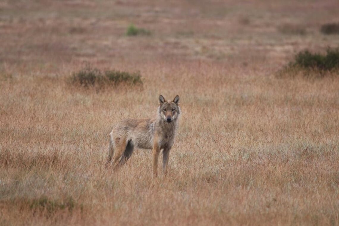 <p>Park De Hoge Veluwe</p>