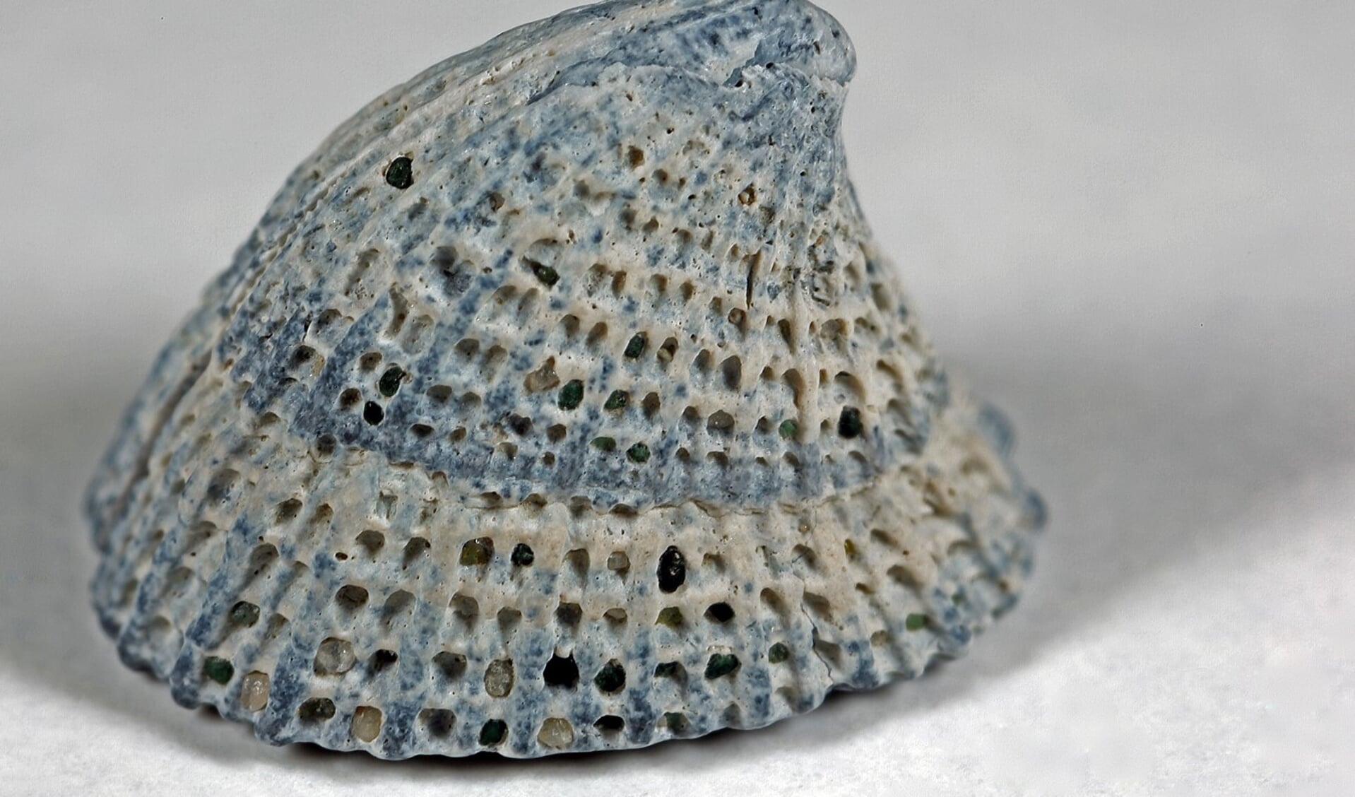 Emarginula fissura, een fossiele schelp 