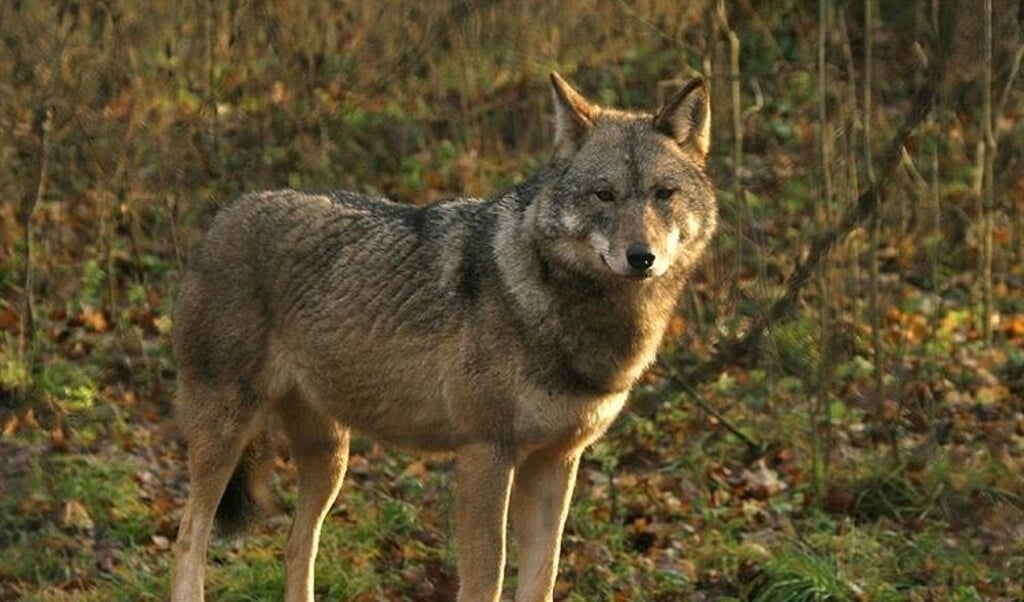 Een wolf die eerder is gespot op de Veluwe. Momenteel lopen er tussen de vijftien en twintig rond.