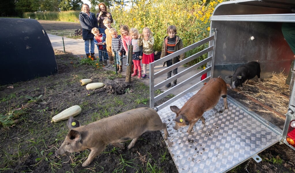 Vier varkens gaan in de schooltuinen het onkruid uit de grond wroeten en opeten. Kinderen van BSO Buiten vinden het prachtig.
