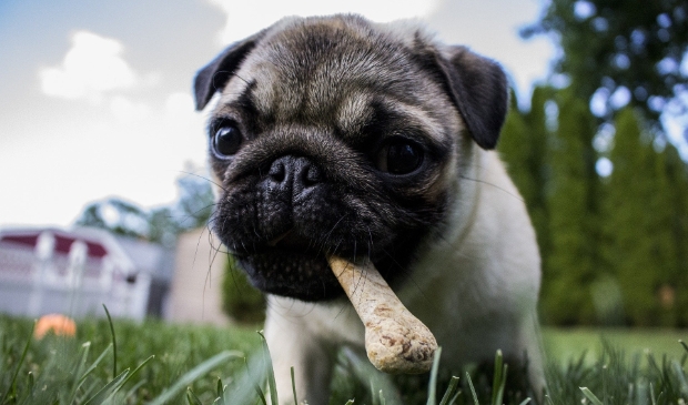 hondje met bot