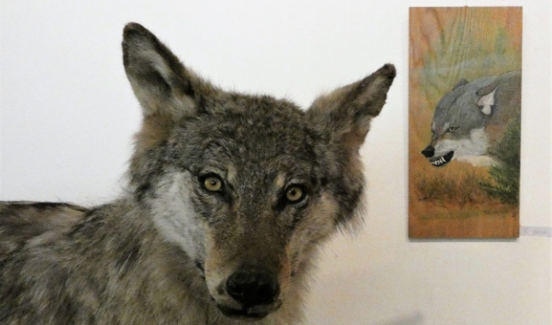 Harm Roseboom sr exposeert wolven-schilderingen bij Natuurcentrum Veluwe.