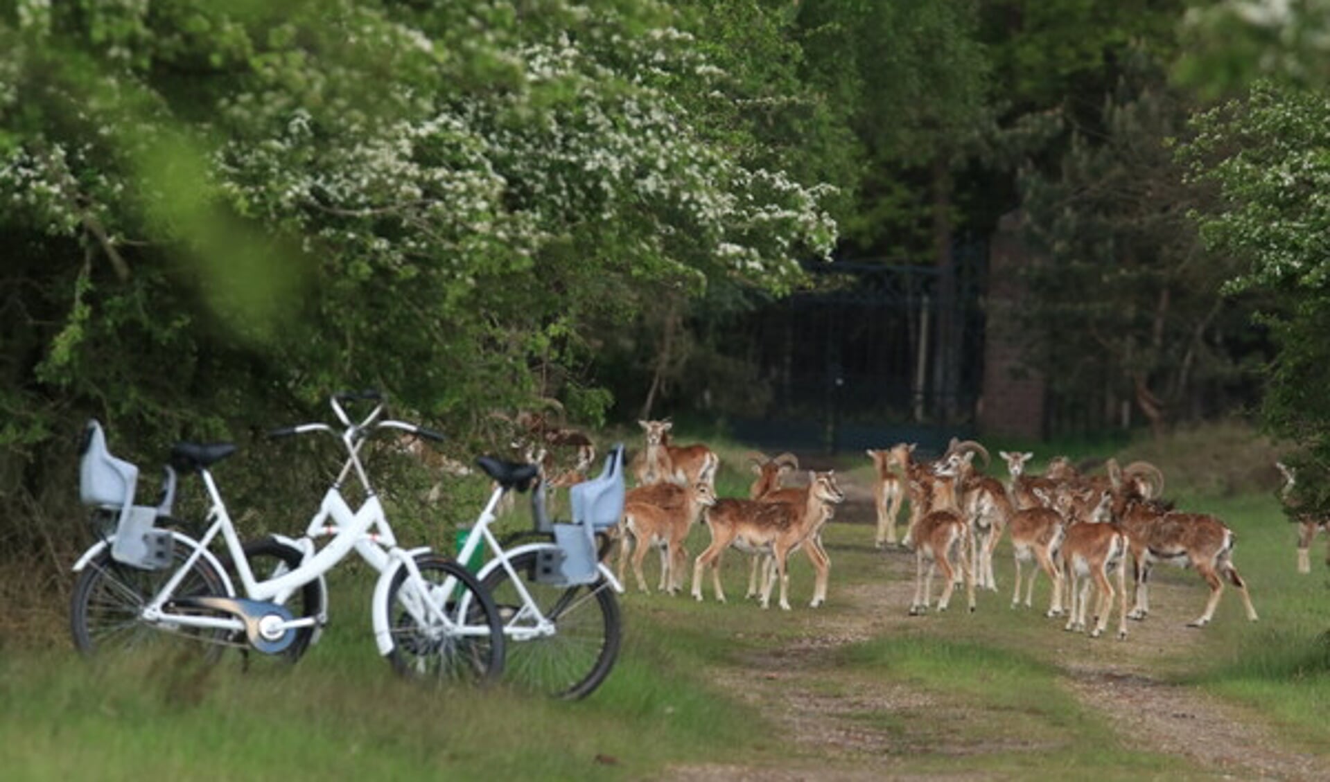 Het Nationale Park De Hoge Veluwe is open! Een heerlijk uitje voor een bijzondere wandeling of fietstocht.