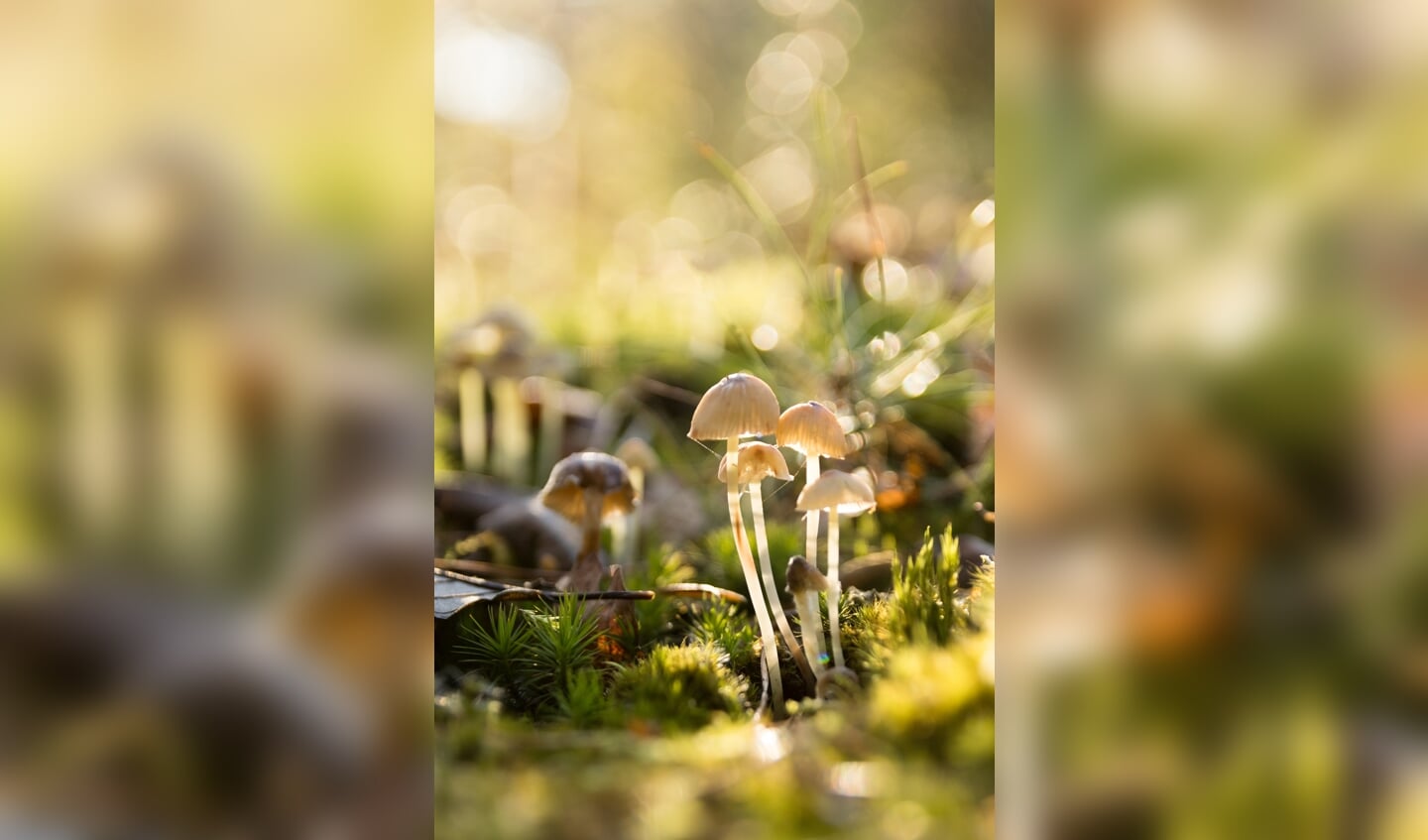 Graskleefsteelmycena 