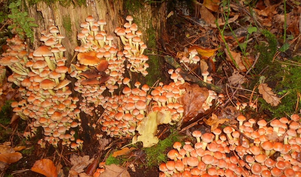 De paddenstoelen komen weer uit de grond. Dit zijn een honderdtal zwavelkopjes.