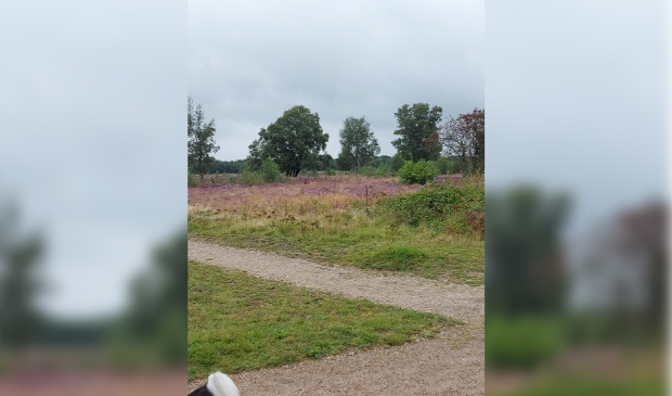 Veel gras op de Groevenbeekse heide