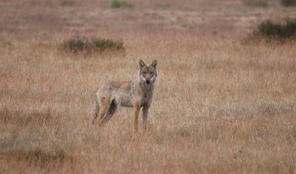 De wolf die momenteel in nationaal park De Hoge Veluwe verblijft.