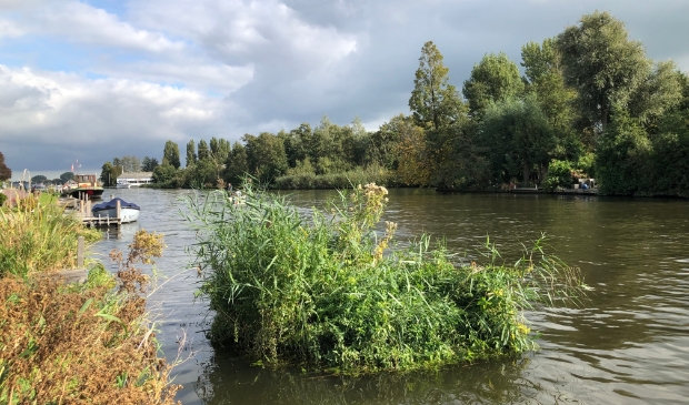 Losgeslagen riethalmen