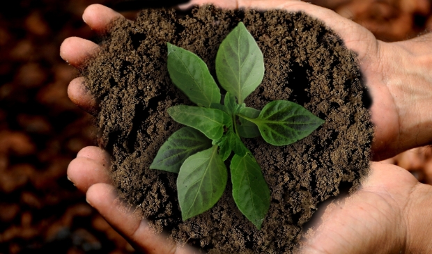 handen met plant en grond