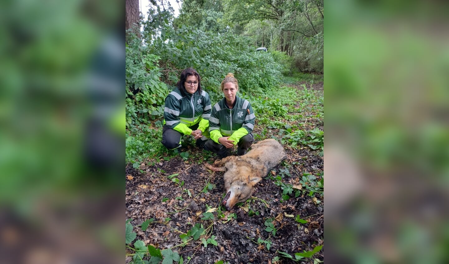Medewerkers van de Dierenambulance Barneveld in oktober vorig jaar bij de doodgeschoten wolf in Stroe.