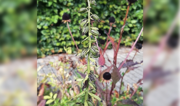 zaaddozen van de Brede wespeorchis