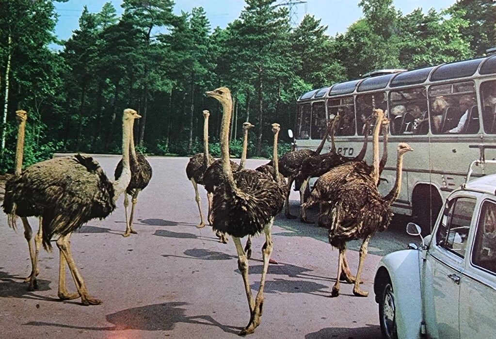 Oude ansichtkaart van Burgers Zoo uit 1984.