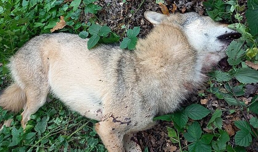 De doodgeschoten wolf werd gevonden in een greppel bij Stroe.
