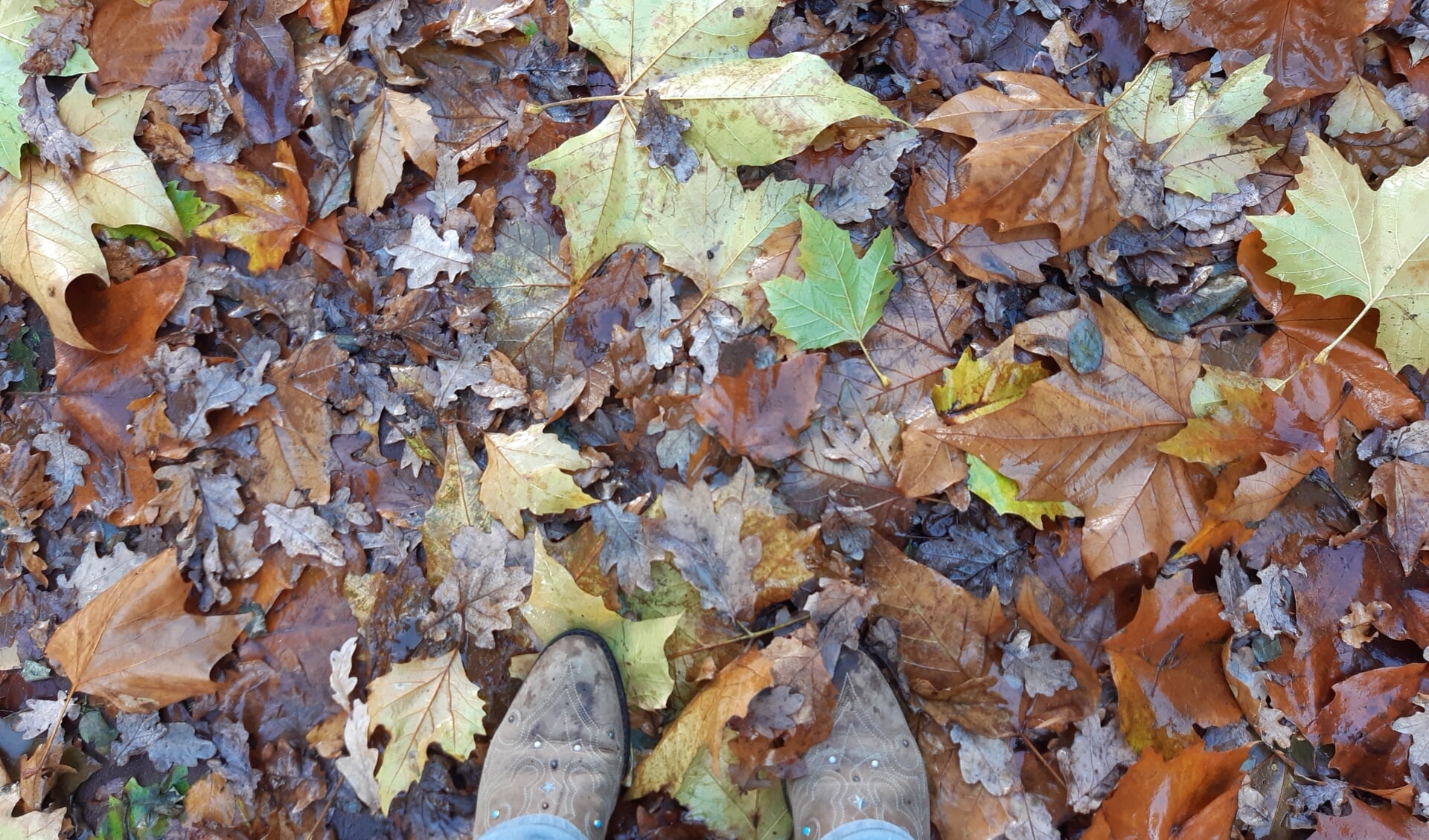 Er ligt nog wel eens poep verstopt onder de herfstblaadjes op de stoep.