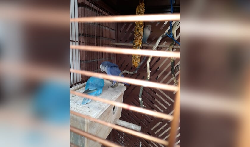 Vermiste agapornis Da Costastraat Barneveld