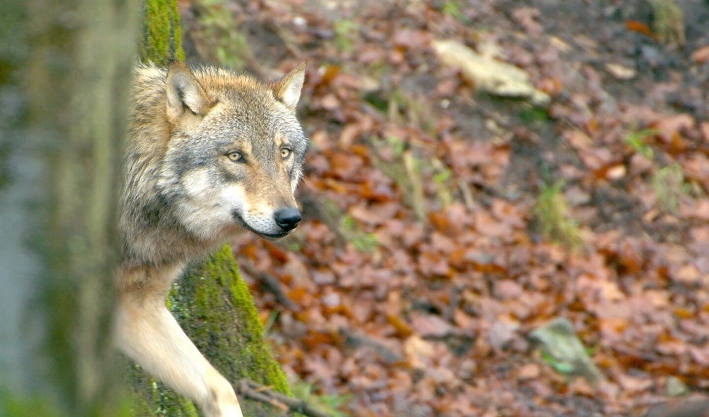 Beeld uit de natuurfilm 'Wolf'