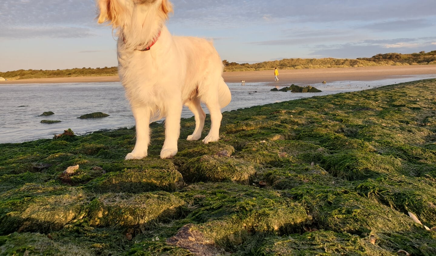 Daisy,  onze golden retriever van 3 jaar. Ze is 3 maanden geleden bevallen van 6 jongens. Nu in Zeeland bij het Grevelingenmeer even turen naar de zeemeeuwen.