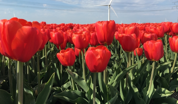 <p>In het landschap verrijzen steeds meer windturbines. De een vindt ze mooi en noodzakelijk, de ander lelijk en overbodig.</p>