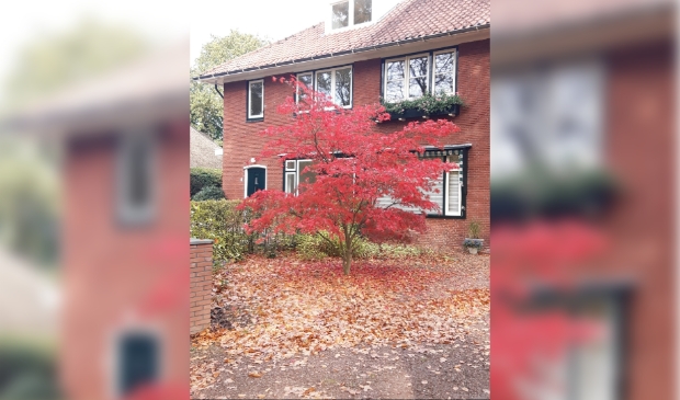 De Japanse esdoorn