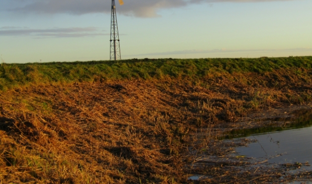 Weg gemaaid riet in de Eemlandpolder