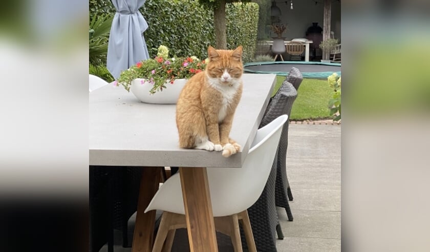 Vermiste kater v.d. Berglaan Voorthuizen